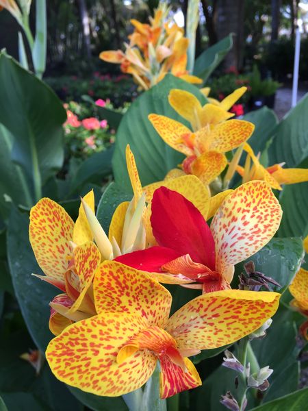 In The Garden: Canna lilies are versatile with range of foliage, bloom  color and size